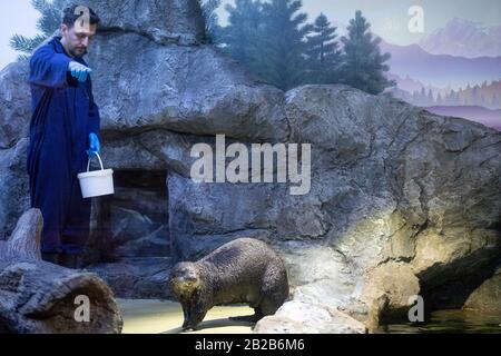 Le conservateur de Sealife, Jonny Rudd, instruit Ozzy pendant l'alimentation. Ozzy et Ola explorent aujourd'hui leur nouvelle maison au National SEA LIFE Center de Birmingham. Les loutres ont été apportés au Royaume-Uni plus tôt cette année après avoir été secourus et soignés par le personnel du Alaska Sealife Center à Seward. Banque D'Images