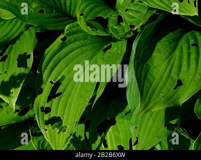 Gros plan des trous dans les feuilles de l'usine Hosta indiquant une activité de ligne-bloc ou de escargot Banque D'Images