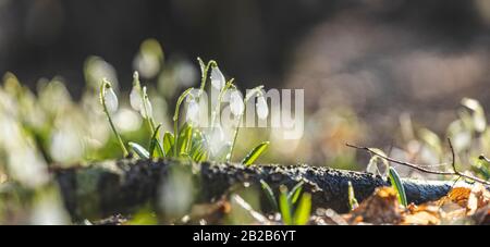 Vue panoramique sur les fleurs printanières dans la forêt. Chute de neige blanche en fleurs pliée ou Galanthus plicatus sur le fond de la forêt. Jour de printemps, tir de tas, Banque D'Images