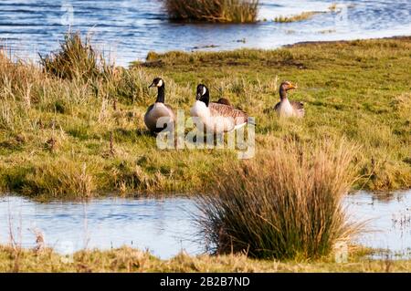 Une paire d'oies du Canada, Branta canadensis, avec une oie graylag, Anser anser, derrière elles. Sur les marais du nord de Norfolk à Titchwell. Banque D'Images