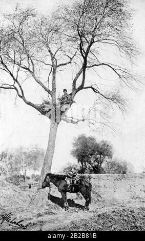 Pendant la guerre russo-japonaise en Asie de l'est : un cosack russe est assis sur un arbre et regarde dehors. Banque D'Images