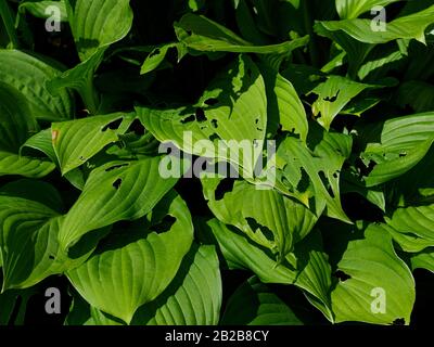 Trous dans les feuilles de l'usine Hosta indiquant l'activité de la ligne-bloc ou de la escargot Banque D'Images