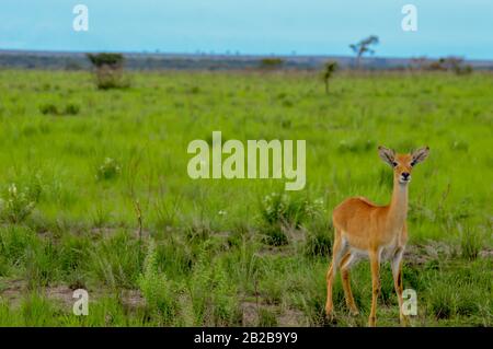 Un jeune Ouganda Kob est alerte sur une savane verte brillante dans le parc national de la Reine Elisabeth dans l'ouest de l'Ouganda. Banque D'Images