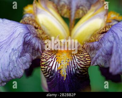 Gros plan sur la fleur d'Iris 'Alcazar' barbu Banque D'Images