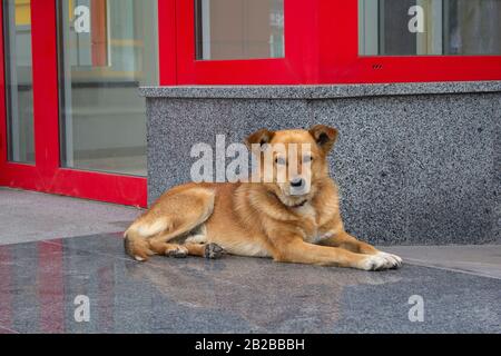 Chien rouge sans abri allongé sur le pavé devant le bâtiment Banque D'Images