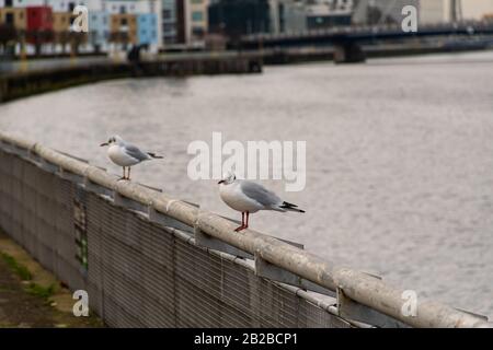 Deux mouettes s'enperdient sur la rampe de la rivière Clyde à Springfield Quay à Glasgow, en Écosse. Banque D'Images