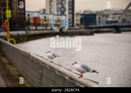 Deux mouettes s'enperdient sur la rampe de la rivière Clyde à Springfield Quay à Glasgow, en Écosse. Banque D'Images