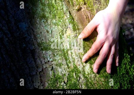 Les mains des femmes embrassent un arbre. Effet Instagram. Banque D'Images