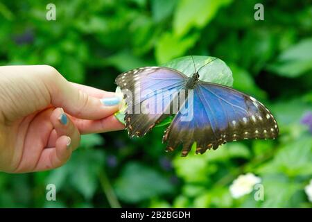 Buttefly Morpho menelaus Banque D'Images