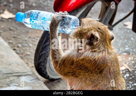 Macaque (Macaca fascicularis) à boire à partir d'une bouteille en plastique à Lophburi, Thaïlande Banque D'Images