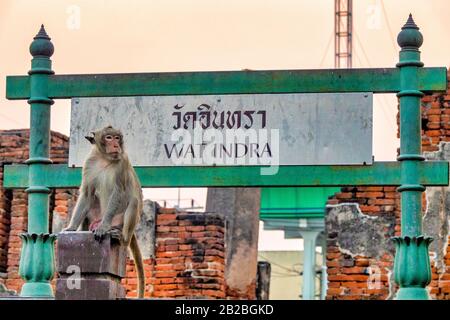 Macaque de crabe (Macaca fascicularis) près des ruines de Wat Indra, Lophburi, Thaïlande Banque D'Images