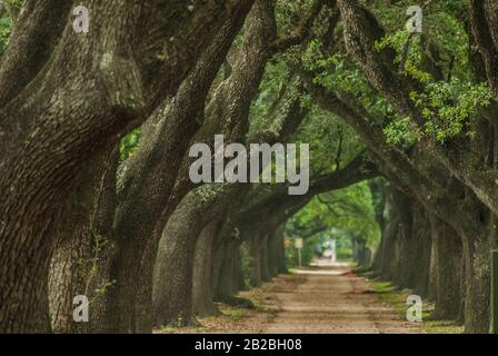 Les grands chênes vivants créent une arche verdoyante sur un chemin à côté de l'Université Rice à Houston, Texas. Banque D'Images