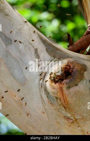 Les abeilles ferales de Honeebees entrent dans leur nid dans une branche d'arbre creux Banque D'Images