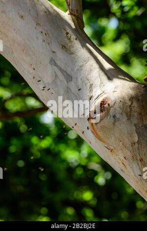 Les abeilles ferales de Honeebees entrent dans leur nid dans une branche d'arbre creux Banque D'Images