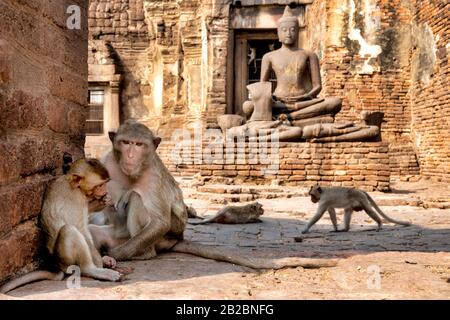 Macaque (Macaca fascicularis) devant Jayabudhahahahanatha (Victorius Buddha, le grand protecteur) à Prang Sam Yod Banque D'Images