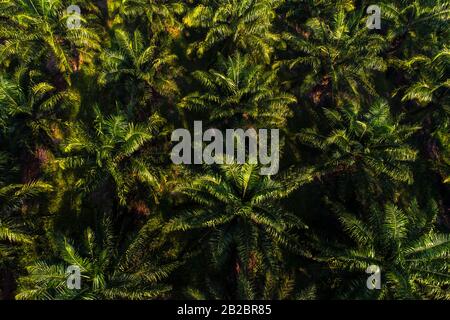 Vue aérienne du champ de plantation de palmiers à huile, industrie agricole Banque D'Images