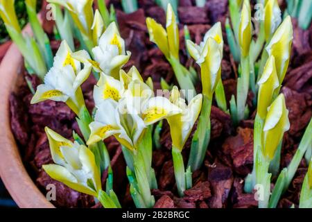 Iris reticulata 'White Caucase' fleurs en pot d'iris Banque D'Images