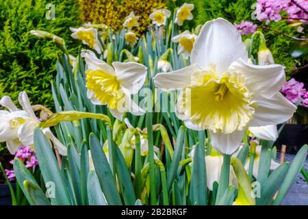 White jonquilles Ice Follies fleurs grande floraison dans le jardin de printemps narcisses moderne Banque D'Images