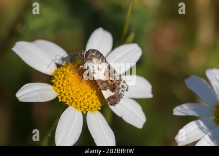 Acontia lucida, papillon pâle Banque D'Images