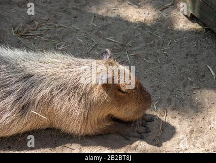 Gros plan Capybara Dormait sur le sol Banque D'Images