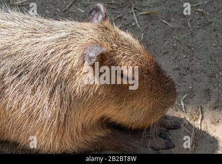 Gros plan la tête de Capybara Dormait sur le sol Banque D'Images