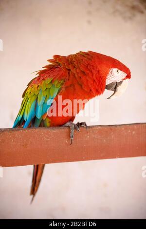 Macaw Red, Santarém, Pará, Brésil Banque D'Images