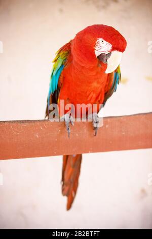 Macaw Red, Santarém, Pará, Brésil Banque D'Images