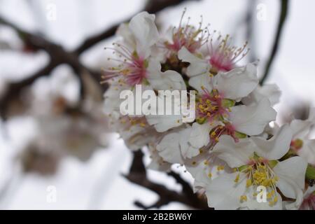 Grappe De Fleurs D'Amandes En Pleine Fleur Avec Perruque Verte Banque D'Images