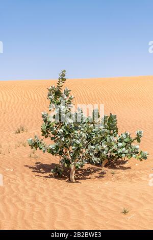 Sodome Apple Arbuste, arbuste Evergreen, dans le désert se déplaçant avec le vent avec des dunes de sable rouge et le ciel bleu, Moyen-Orient, péninsule arabique Banque D'Images