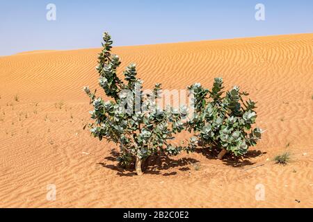 Sodome Apple Arbuste, arbuste Evergreen, dans le désert se déplaçant avec le vent avec des dunes de sable rouge et le ciel bleu, Moyen-Orient, péninsule arabique Banque D'Images