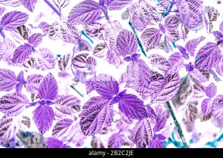 Une photo des feuilles Banque D'Images