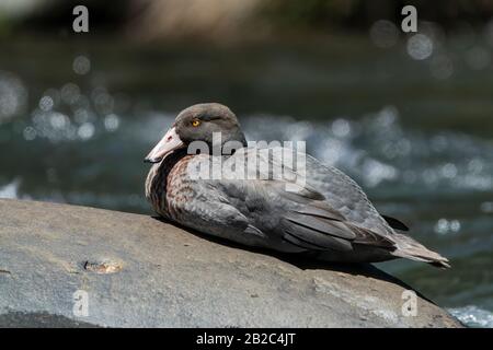 Canard bleu (Hymenolaimus malacorhynchus), adultes reposant sur la roche dans la rivière, Tawhai Falls, près de Turangi, Île du Nord, Nouvelle-Zélande 23 novembre 2019 Banque D'Images