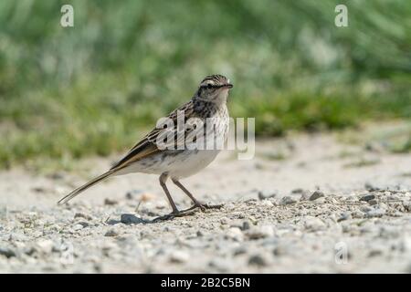 Pipit Australien, Près De Queenstown, Île Du Sud, Nouvelle-Zélande 29 Novembre 2019 Banque D'Images