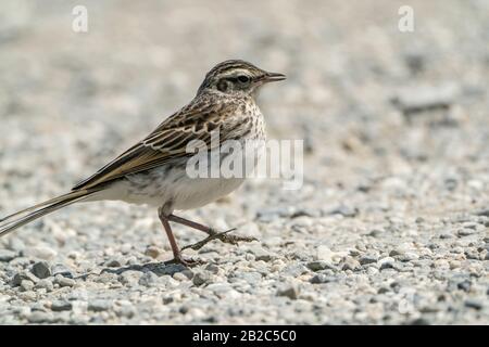 Pipit Australien, Près De Queenstown, Île Du Sud, Nouvelle-Zélande 29 Novembre 2019 Banque D'Images