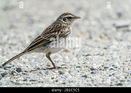 Pipit Australien, Près De Queenstown, Île Du Sud, Nouvelle-Zélande 29 Novembre 2019 Banque D'Images