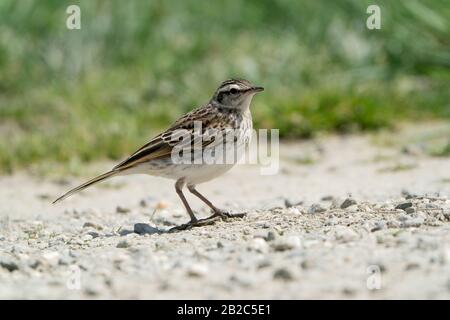 Pipit Australien, Près De Queenstown, Île Du Sud, Nouvelle-Zélande 29 Novembre 2019 Banque D'Images