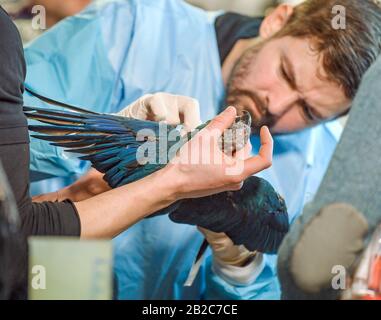 24 février 2020, Brandenburg, Schöneiche: François le Grange, vétérinaire, enquêtant sur le Macaw de Spix (Cyanopsitta spixii) dans l'organisation de protection des espèces Association pour la conservation des perroquets menacés e.V. (ACTP). L'association s'occupe de la reproduction et de la conservation des espèces rares et menacées de perroquet. Les aras de Spix sont considérés comme éteints dans le désert brésilien. Maintenant, les descendants doivent être réinstallés. Juste à temps pour la Journée mondiale de la faune de cette année, le 03 mars 2020, 52 perroquets macaw de Spix élevés à Schöneiche près de Berlin devraient arriver au Brésil. Photo : P Banque D'Images