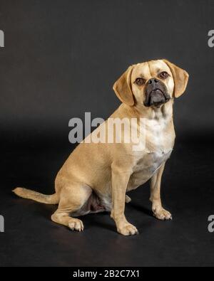 Portrait de la jeune pousselle adorable posant en studio Banque D'Images