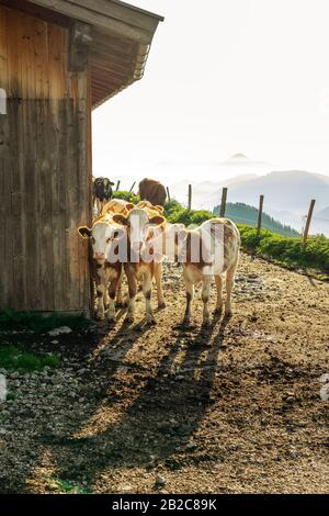 plus de vaches se tenant à côté d'un hatte de tyrol de trafitional au lever du soleil . Banque D'Images