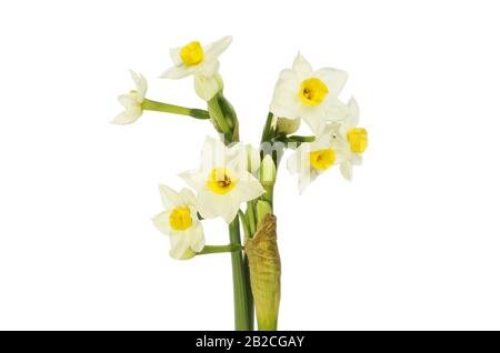 Fleurs de narcisse blanches isolées contre le blanc Banque D'Images