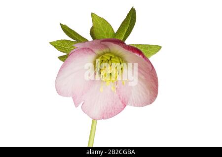 Fleur d'helleborre rose et feuillage isolé contre le blanc Banque D'Images