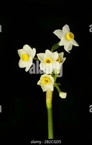 Fleurs de narcisse blanches isolées contre le noir Banque D'Images