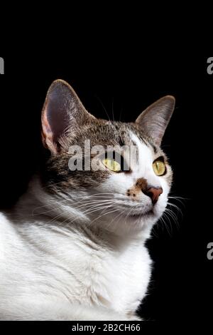 chat féminin de 11 mois. Banque D'Images