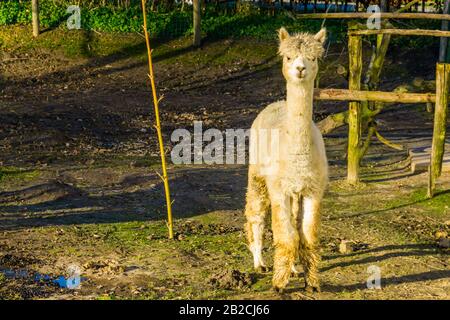 Alpaga blanc dans le pâturage, animal de compagnie populaire de ferme, lama espèce d'Amérique du Sud Banque D'Images