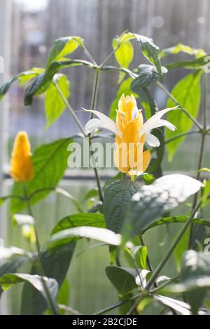 Pachystachys lutea. Banque D'Images
