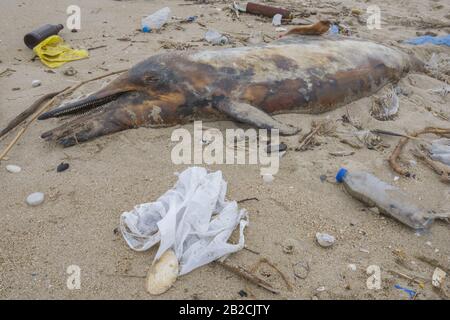 Le dauphin jeté par les vagues se trouve sur la plage est entouré de déchets en plastique. Des bouteilles, des sacs et d'autres débris de plastique près est dauphin mort sur la plage de sable. Pollution plastique tuant les animaux marins Banque D'Images