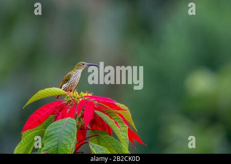 Little Spiderhunter ou Arachnothera longirostra dans Latpanchar West Bengal Inde Banque D'Images