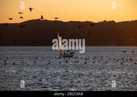 Un voilier fait son chemin vers point Richmond, CA alors qu'un troupeau d'oiseaux passe devant. Banque D'Images