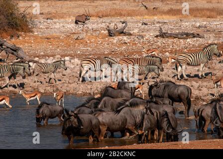 Wildebeest, zébra , gemsbok et springbok au trou d'eau d'Okaukuejo, Parc national d'Etosha, Namibie Banque D'Images