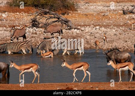 Wildebeest, zébra , gemsbok et springbok au trou d'eau d'Okaukuejo, Parc national d'Etosha, Namibie Banque D'Images